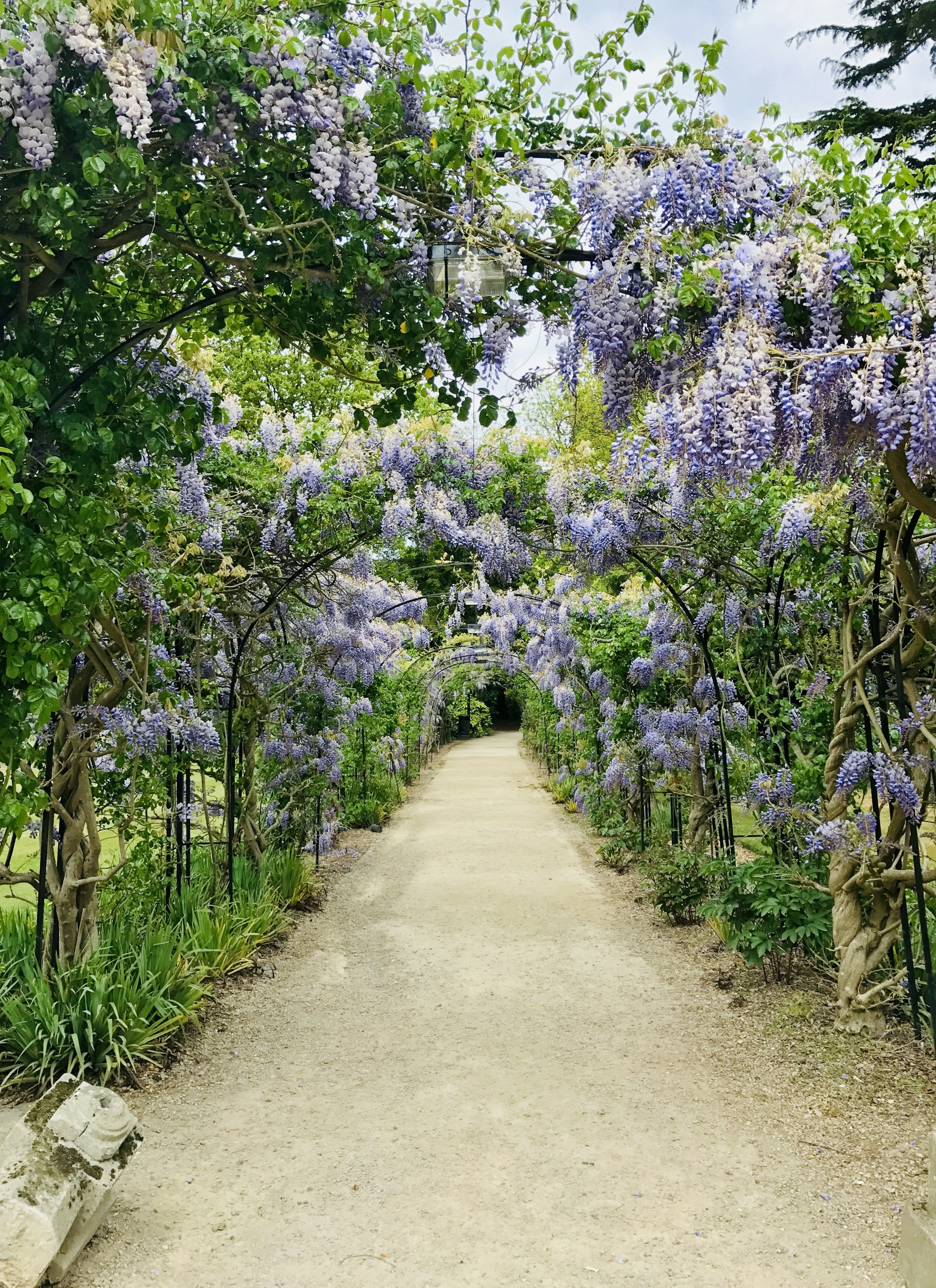Sendero bajo un arco de flores