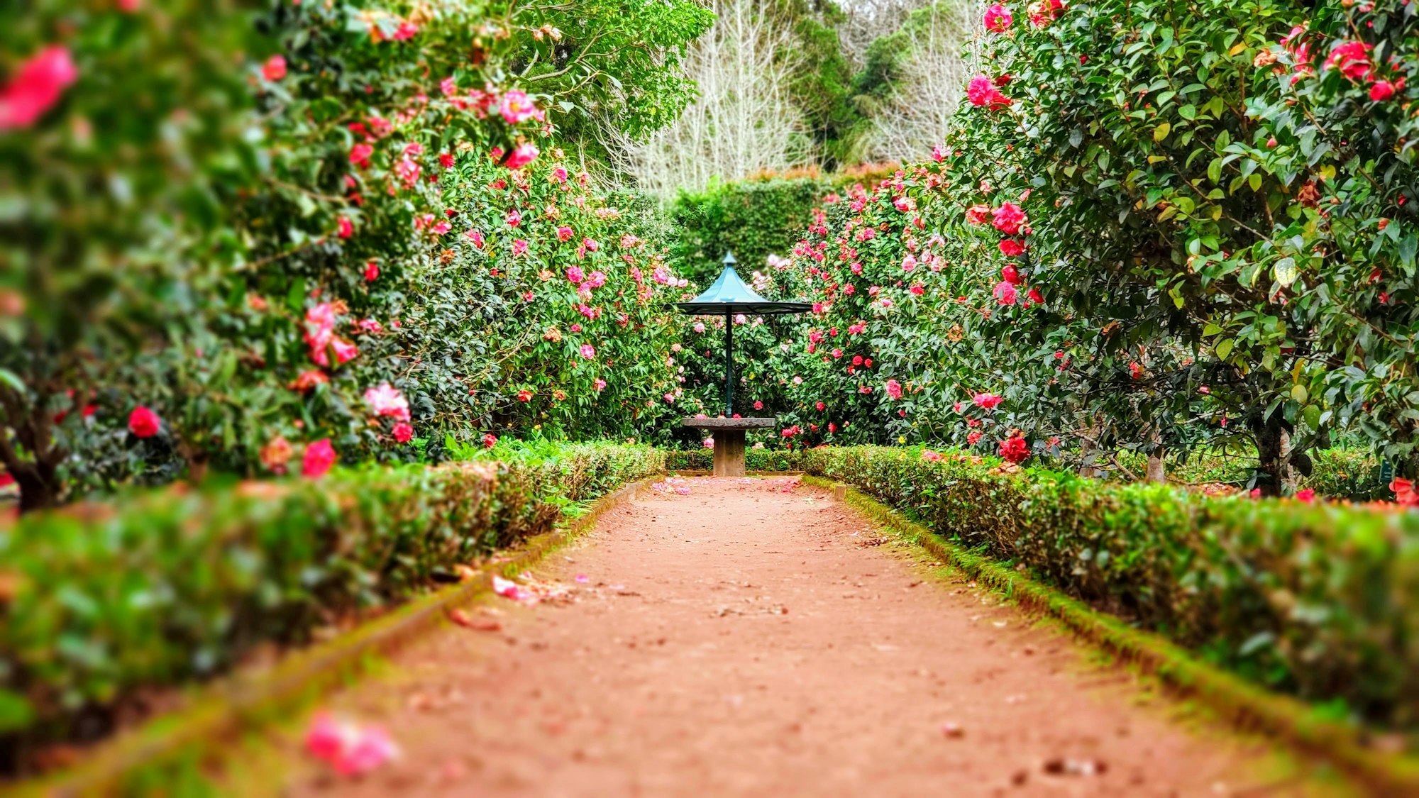 Sendero entre jardines con flores