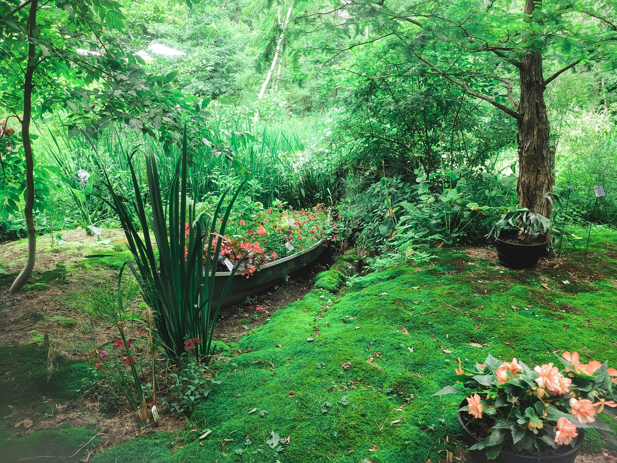 Jardín tropical frondoso